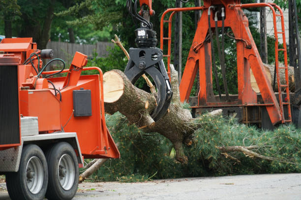 How Our Tree Care Process Works  in Pine Crest, TN